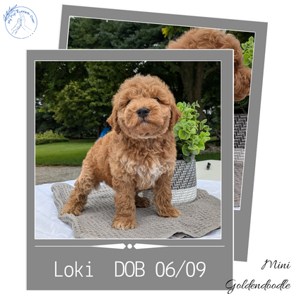 MINI GOLDENDOODLE (06/09) MALE