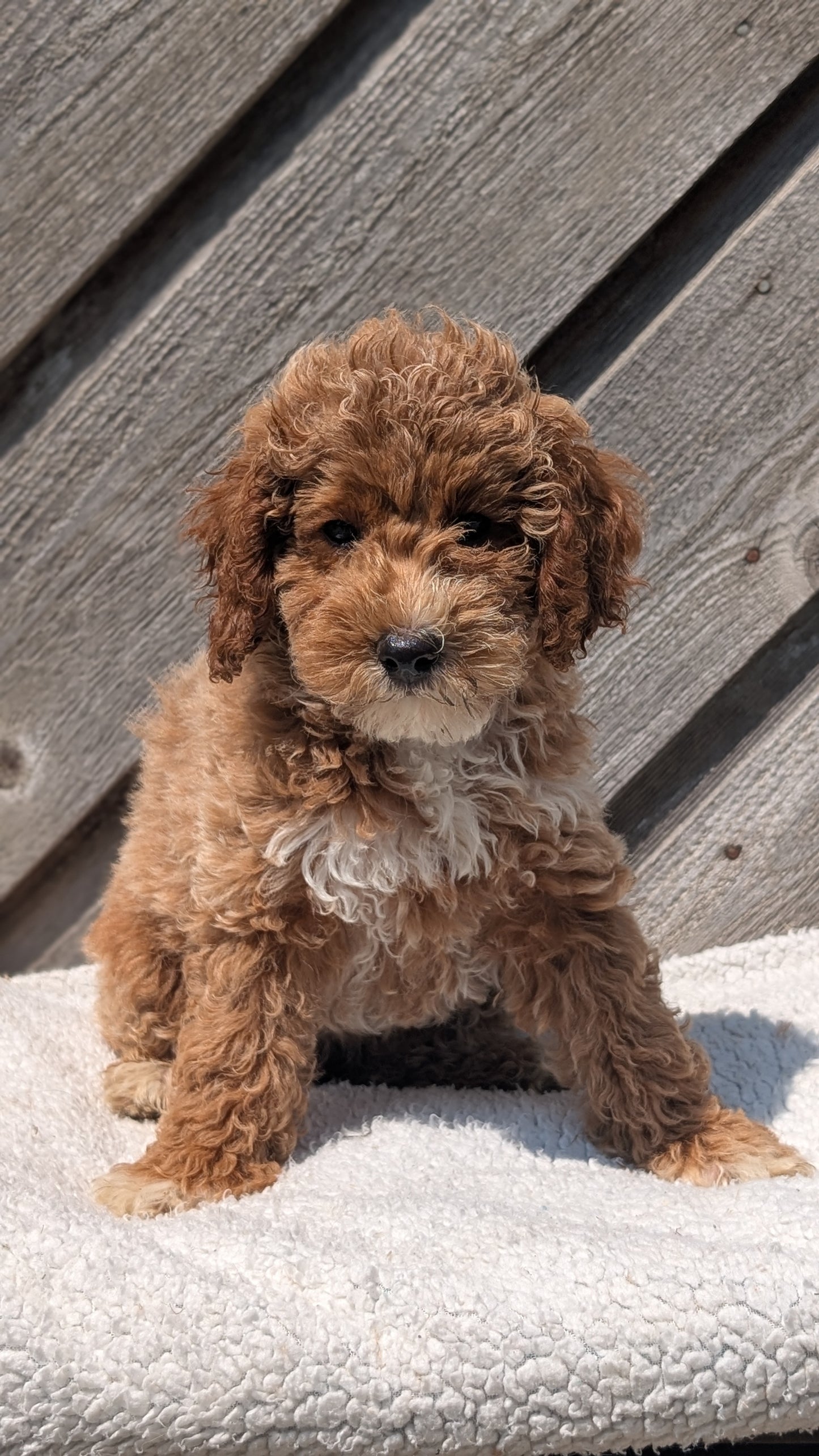 MINI POODLE (MAY 12) FEMALES