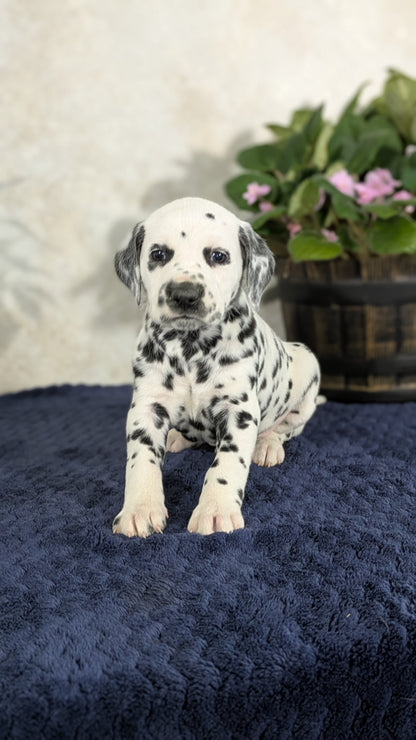 DALMATIAN (02/14) MALE