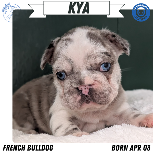 FRENCH BULLDOG (APR 03) FEMALE