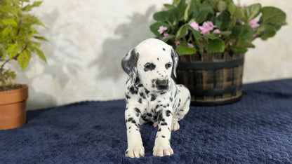 DALMATIAN (02/14) MALE