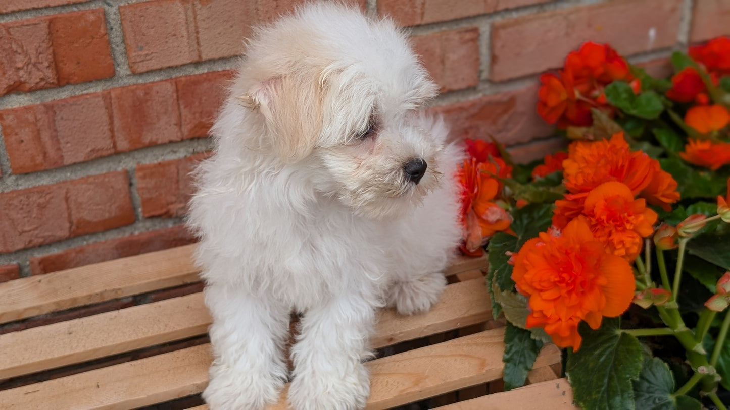 HAVANESE (MAY 14) MALES