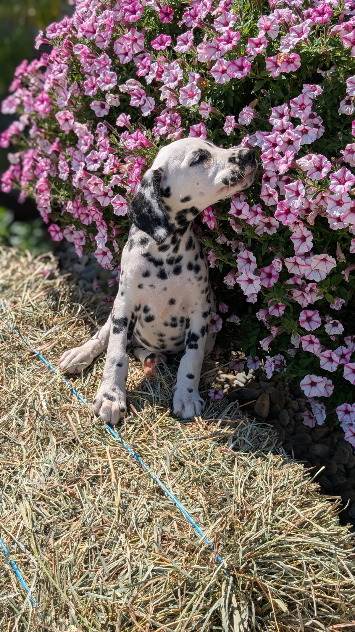 DALMATIAN (JUN 29) FEMALES