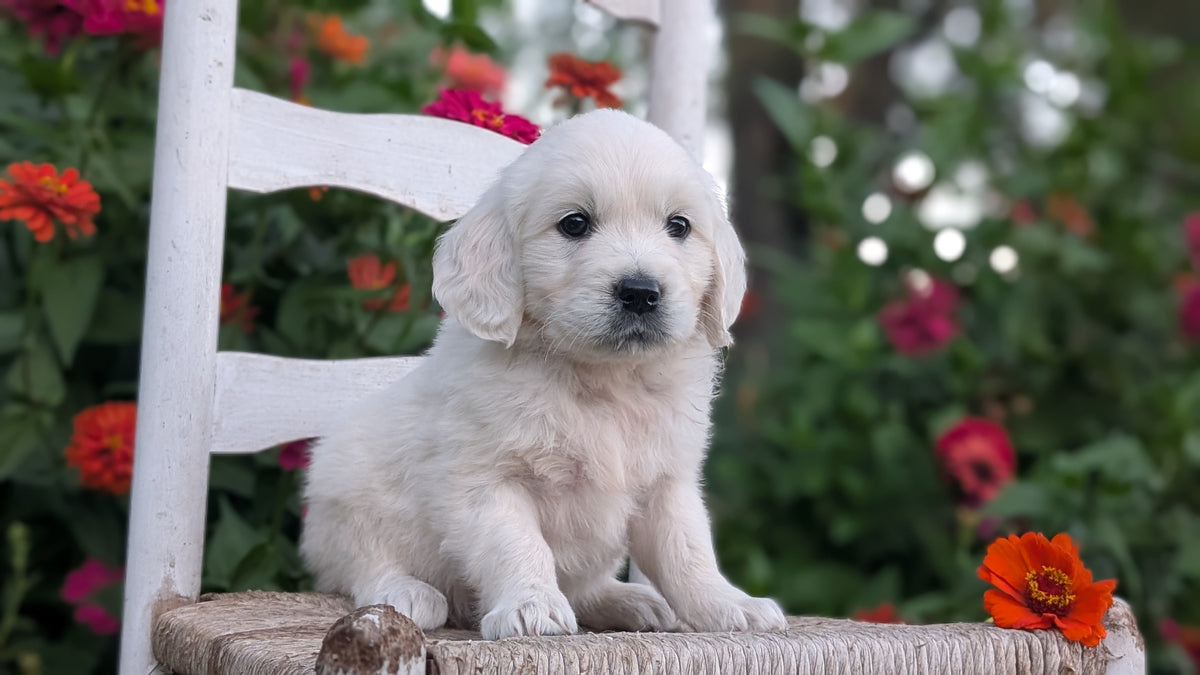 ENGLISH CREAM RETRIEVER (AUG 19) 3 MALES/4 FEMALES