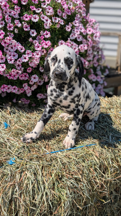 DALMATIAN (JUN 29) FEMALES
