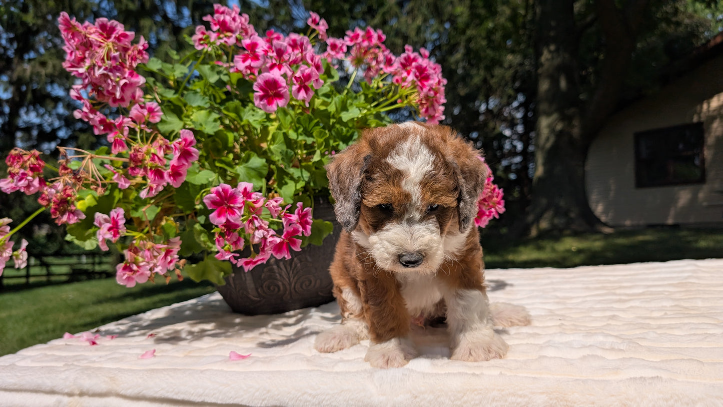 MINI BERNEDOODLE (06/11) MALE