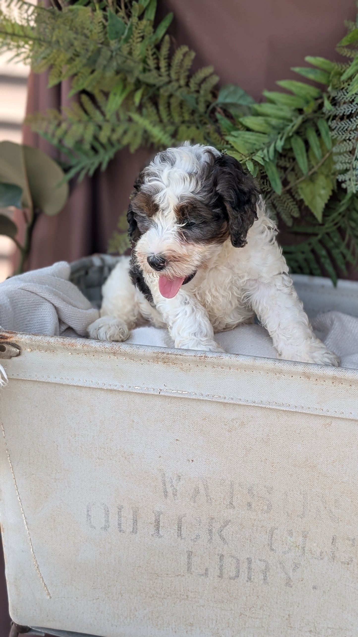 COCKAPOO (MAY 22) MALES