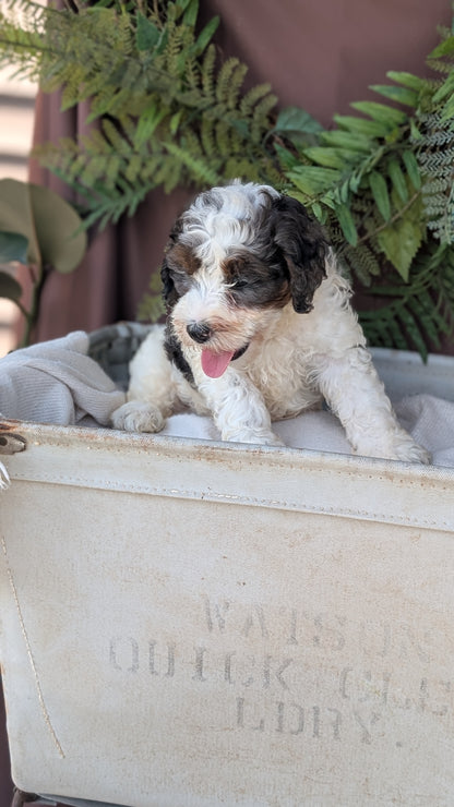 COCKAPOO (MAY 22) MALES