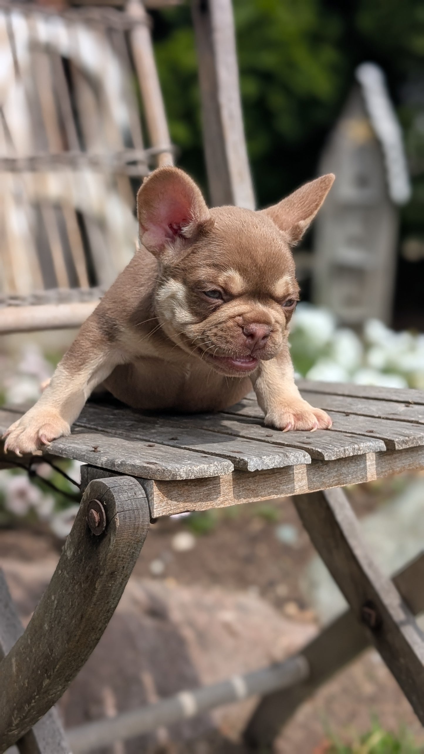 FRENCH BULLDOG (07/11) MALE