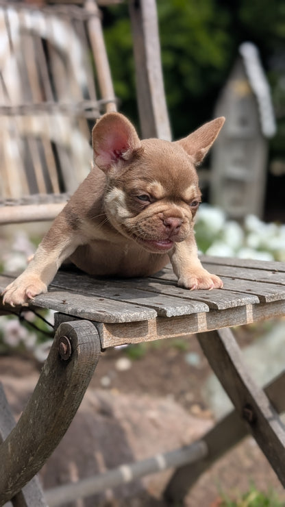 FRENCH BULLDOG (07/11) MALE