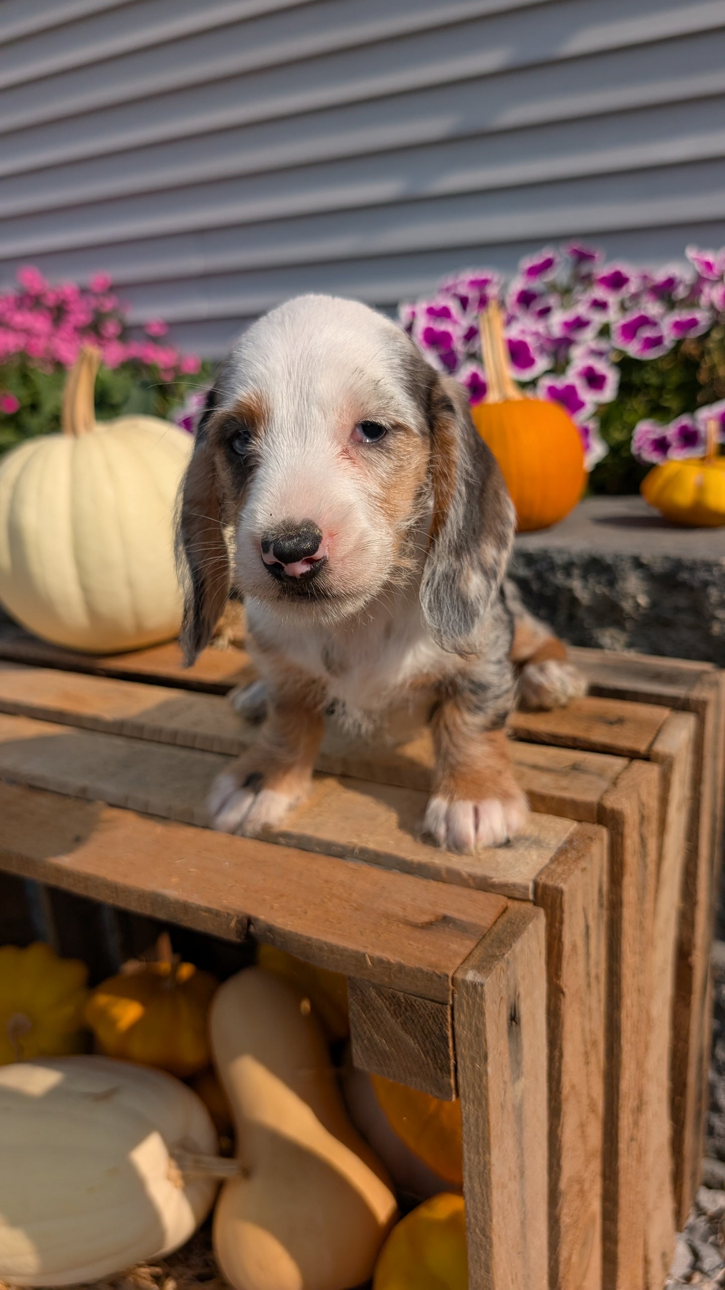 MINI DACHSHUND (08/19) FEMALE