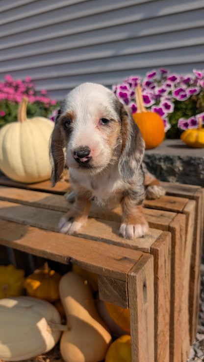MINI DACHSHUND (08/19) FEMALE