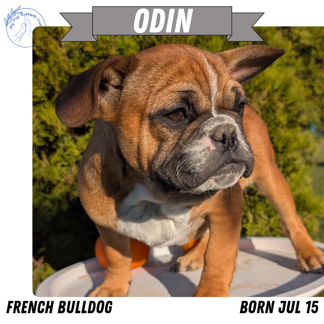 FRENCH BULLDOG (07/15) MALE