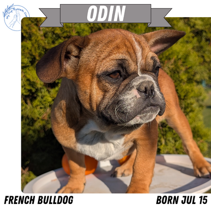 FRENCH BULLDOG (07/15) MALE
