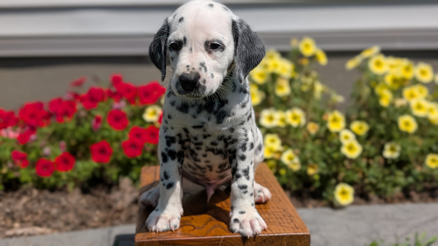 DALMATIAN (JUN 29) MALES