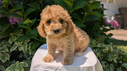 CAVAPOO (05/23) MALE
