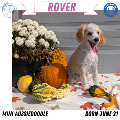 MINI AUSSIEDOODLE (06/21) MALE