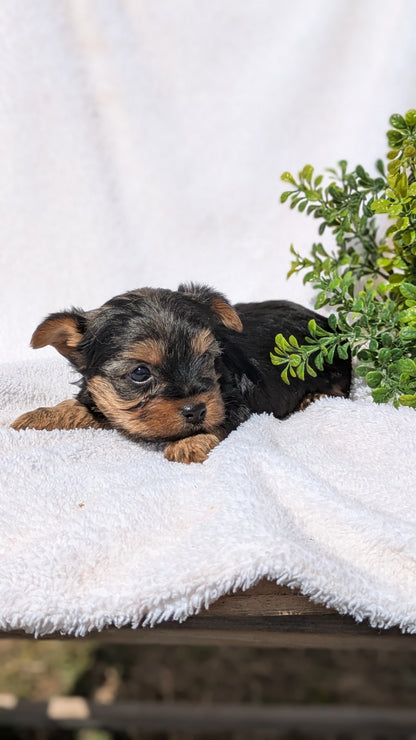YORKSHIRE TERRIER (02/28) FEMALE