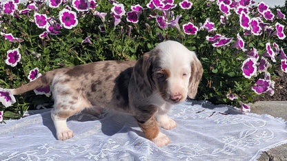 MINI DACHSHUND (08/19) MALE