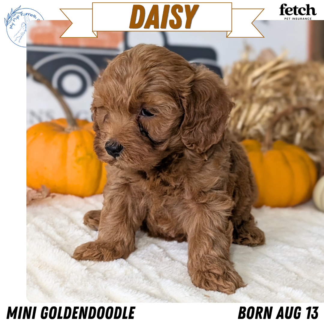 MINI GOLDENDOODLE (AUG 13) 6 MALES/3 FEMALES