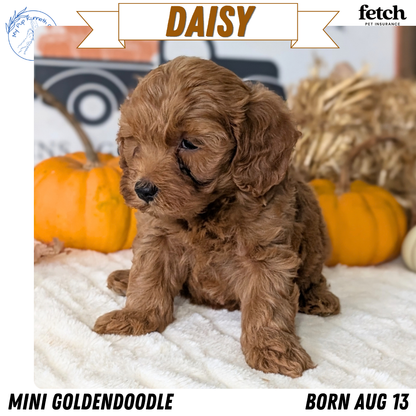 MINI GOLDENDOODLE (AUG 13) 6 MALES/3 FEMALES