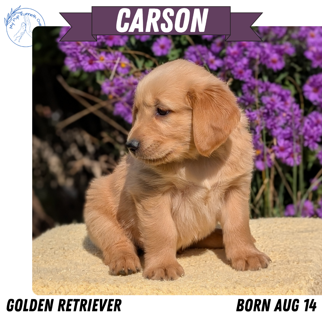 GOLDEN RETRIEVER (08/14) MALE