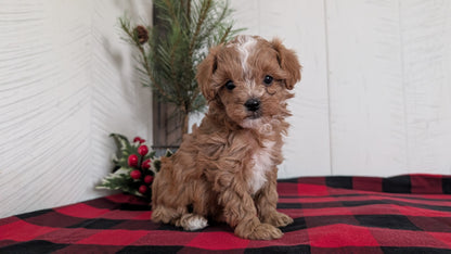 CAVAPOO (OCT 27) FEMALES