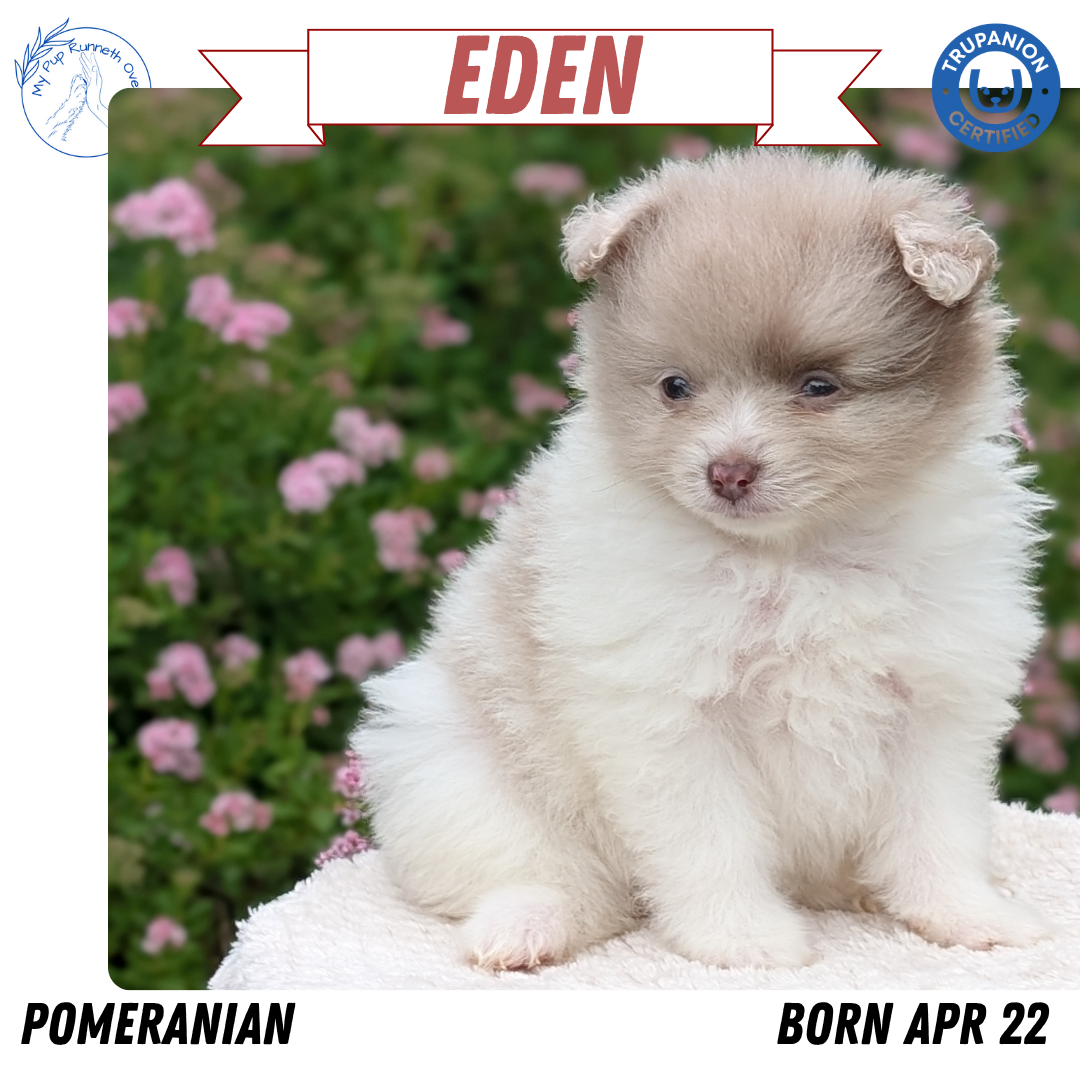 POMERANIAN (04/22) FEMALE