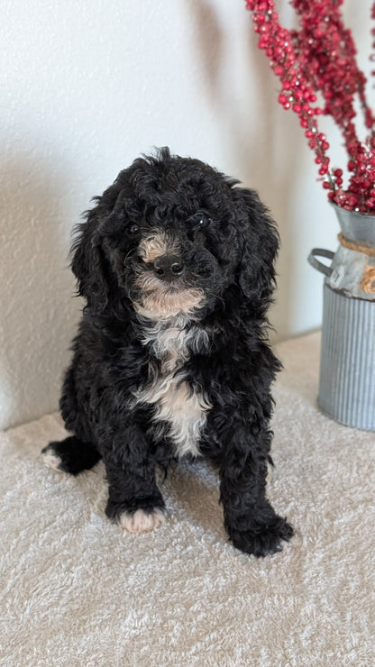 MINI BERNEDOODLE (OCT 15) MALES