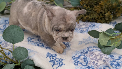 FRENCH BULLDOG (03/04) MALE