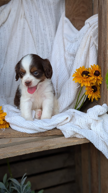 COCKAPOO (06/02) FEMALE