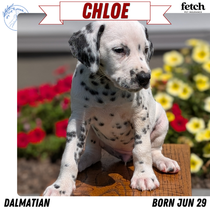 DALMATIAN (JUN 29) FEMALES