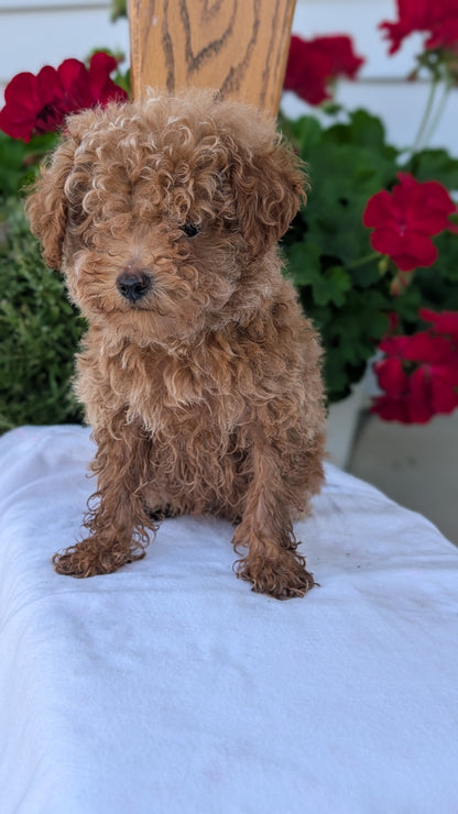 TOY POODLE (JUN 15) MALE
