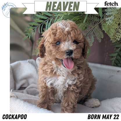 COCKAPOO (MAY 22) FEMALES