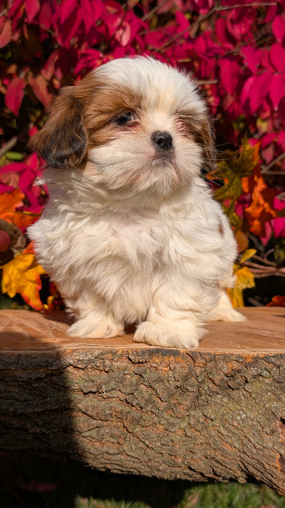 SHIH TZU (09/03) FEMALE