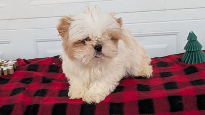 SHIH TZU (OCT 28) MALES