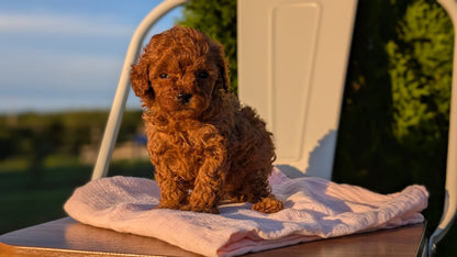 MINI POODLE (MAY 12) FEMALES