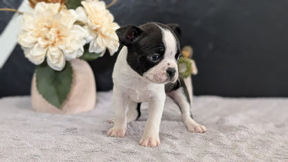 BOSTON TERRIER (FEB 09) MALES