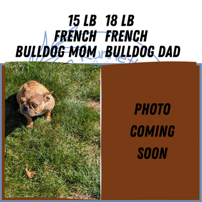 FRENCH BULLDOG (08/12) MALE