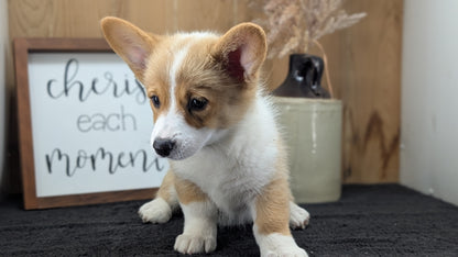 CORGI (JUL 13) 2 FEMALES/3 MALES