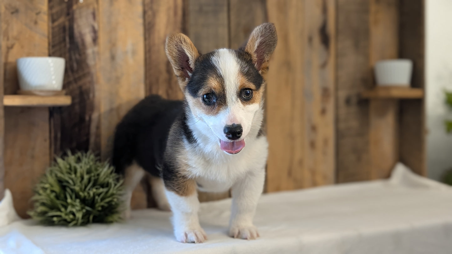 CORGI (JAN 09) FEMALE