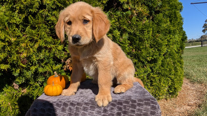 GOLDEN RETRIEVER (08/14) MALE