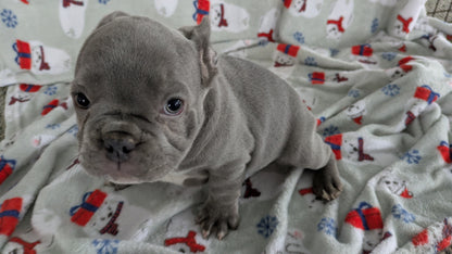 FRENCH BULLDOG (11/07) MALE