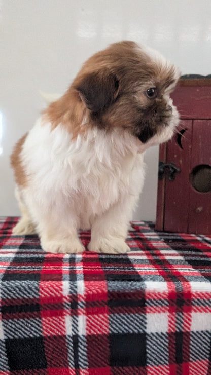 SHIH TZU (DEC 10) MALES