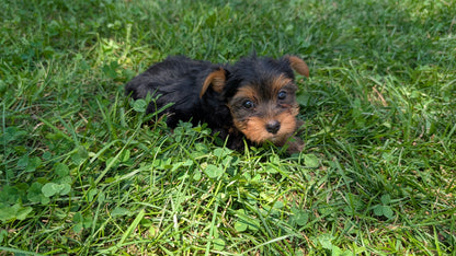 YORKSHIRE TERRIER (05/23) MALE