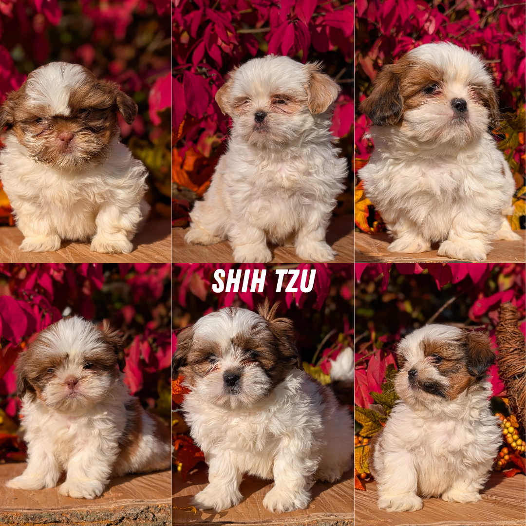 SHIH TZU (09/03) MALE