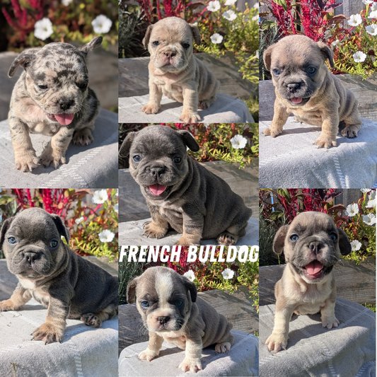 FRENCH BULLDOG (07/03) FEMALE