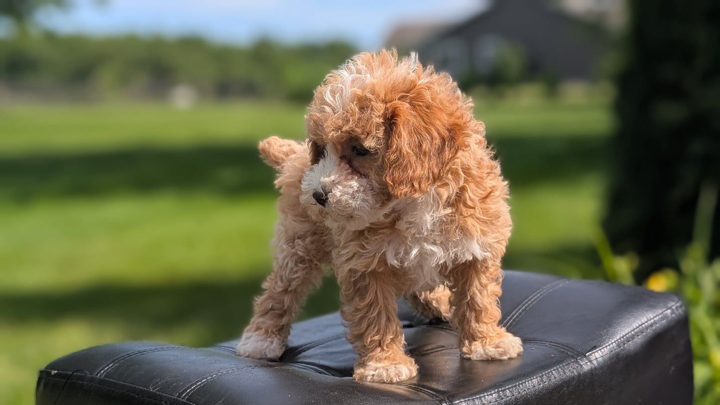 MINI POODLE (APR 03) FEMALES