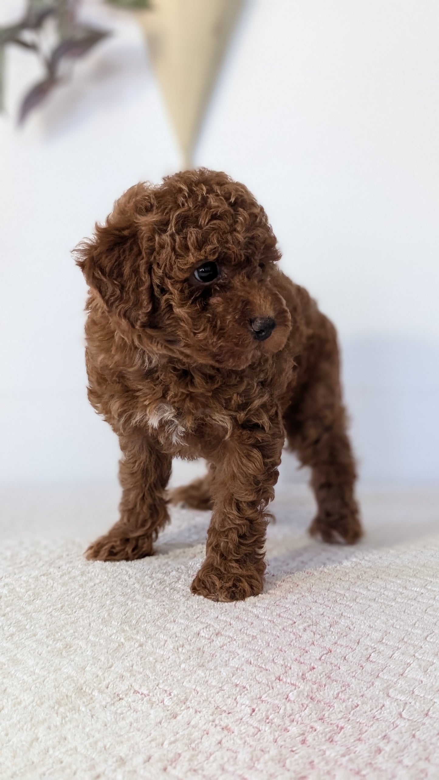 TOY POODLE (DEC 03) FEMALE