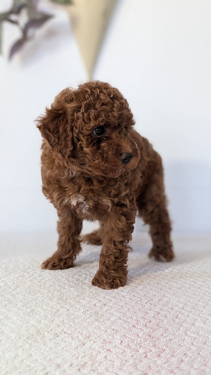 TOY POODLE (DEC 03) FEMALE